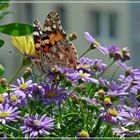 Darf ich von deinen Blumen naschen?