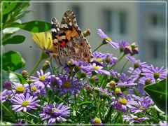 Darf ich von deinen Blumen naschen?