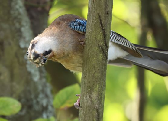 ......  Darf ich vorstellen .......