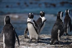 Darf ich vorstellen... afrikanischer Pinguin