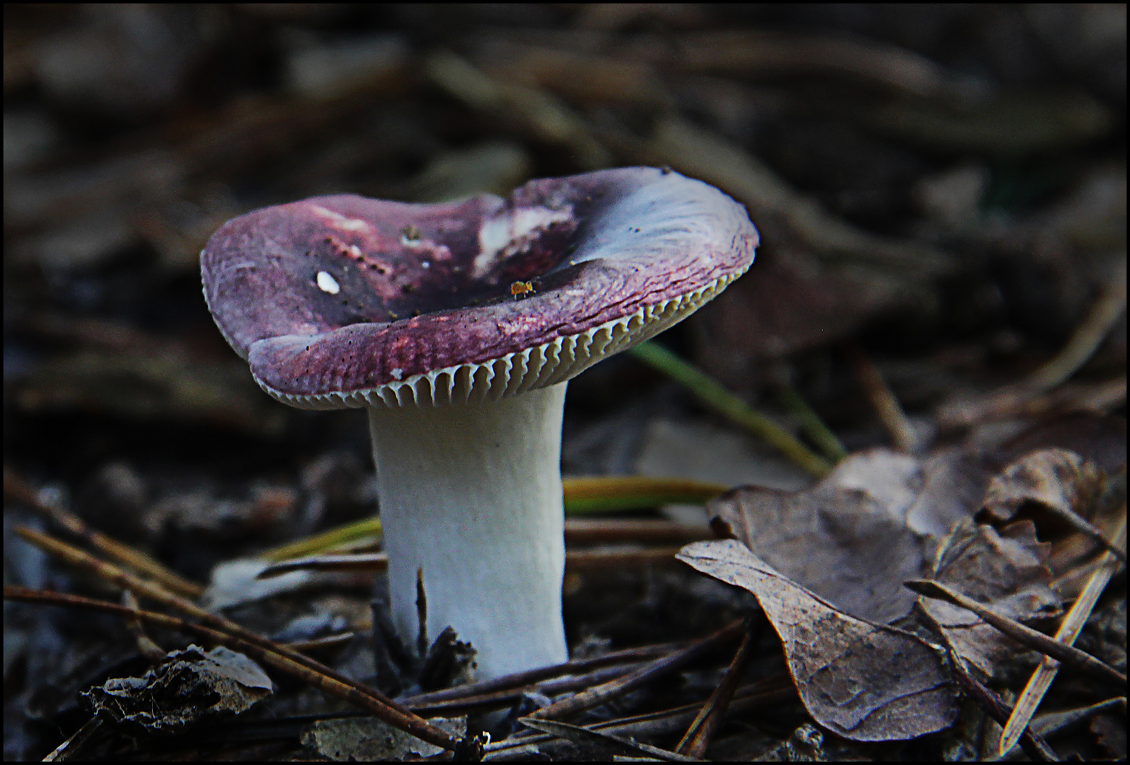 Darf ich vorstellen Allacma fusca Foto & Bild natur, unscharf