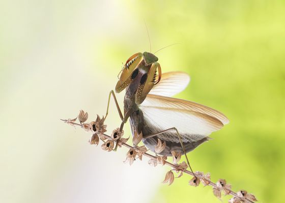 Darf ich vorstellen?