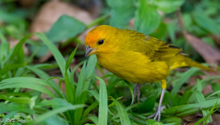 Darf ich vorstellen: