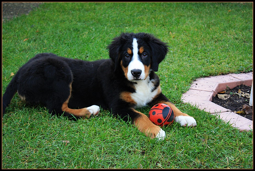 darf ich vorstellen, das ist Leika, unser neues Familienmitglied.