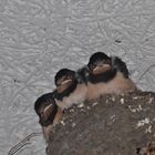 Darf ich vorstellen: Eddy, Paulchen und  Dodi - 3 Schwalben-Babys warten auf Futter