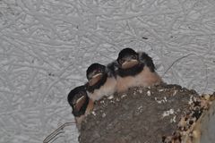 Darf ich vorstellen: Eddy, Paulchen und  Dodi - 3 Schwalben-Babys warten auf Futter