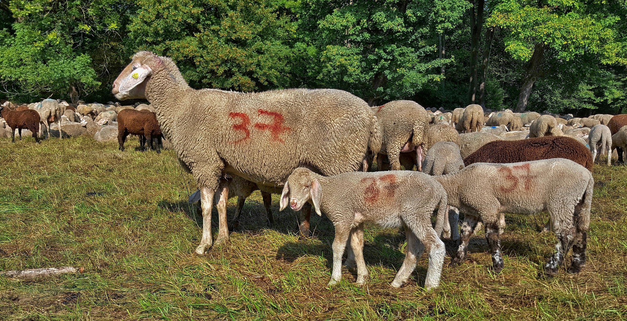 darf ich vorstellen, : Familie 37