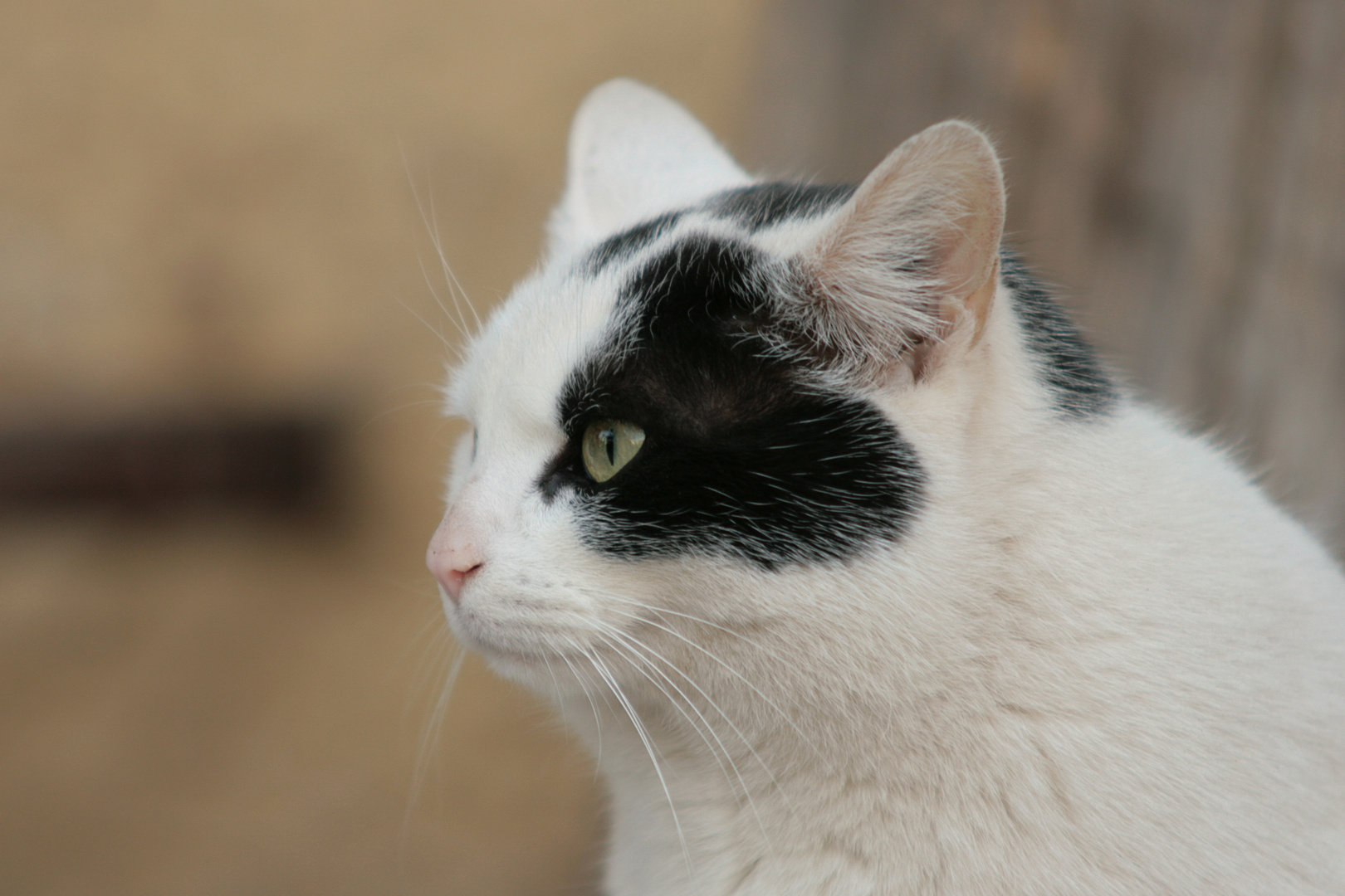 Darf ich vorstellen: Frau Mulle, unsere Katze