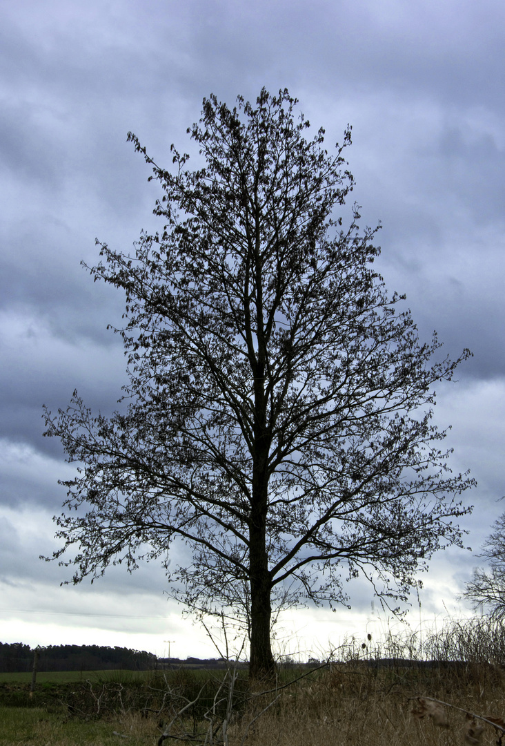 darf ich vorstellen: Herr Baum