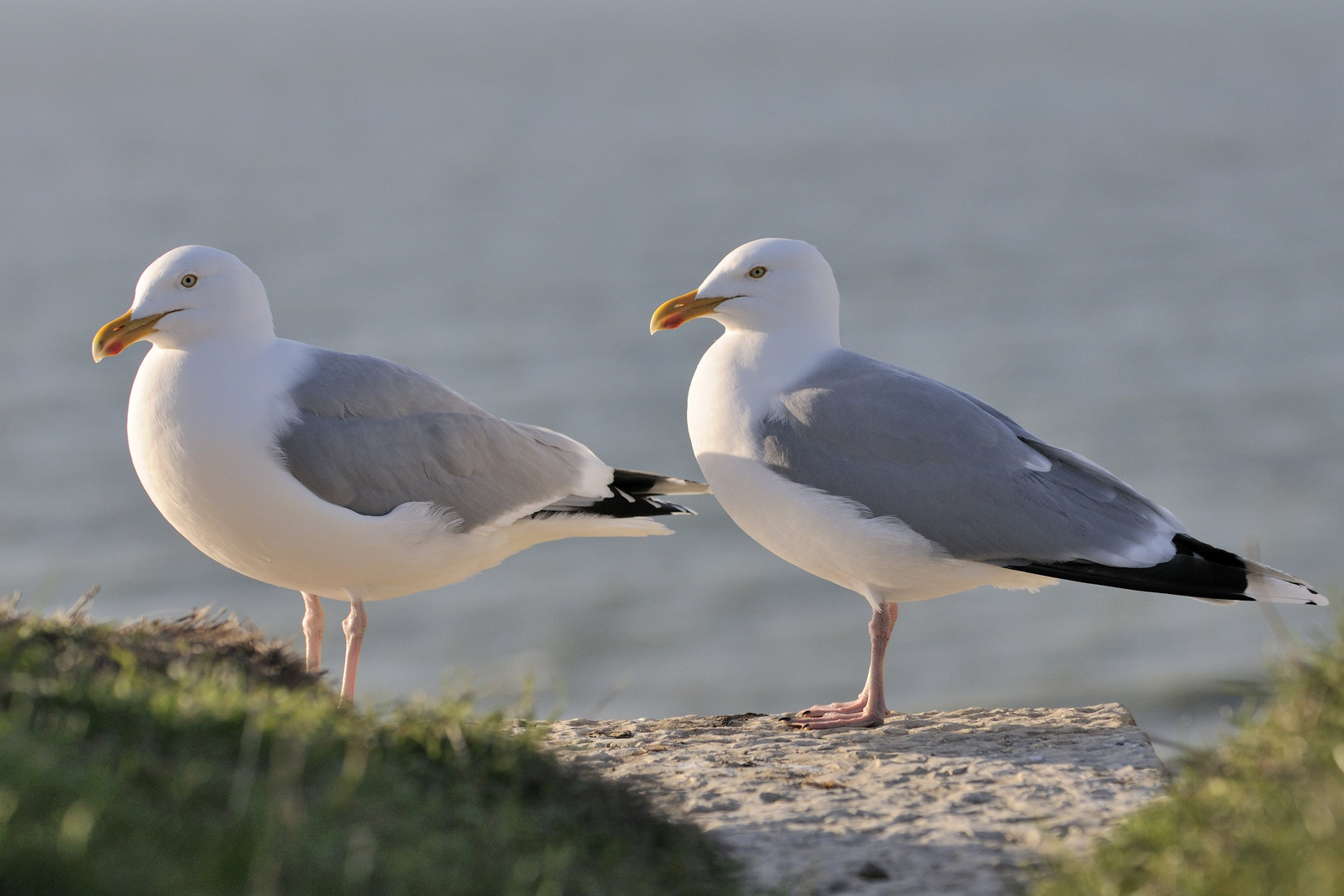 Darf ich vorstellen : Herr und Frau Möwe