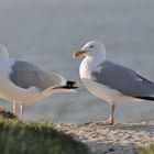 Darf ich vorstellen : Herr und Frau Möwe