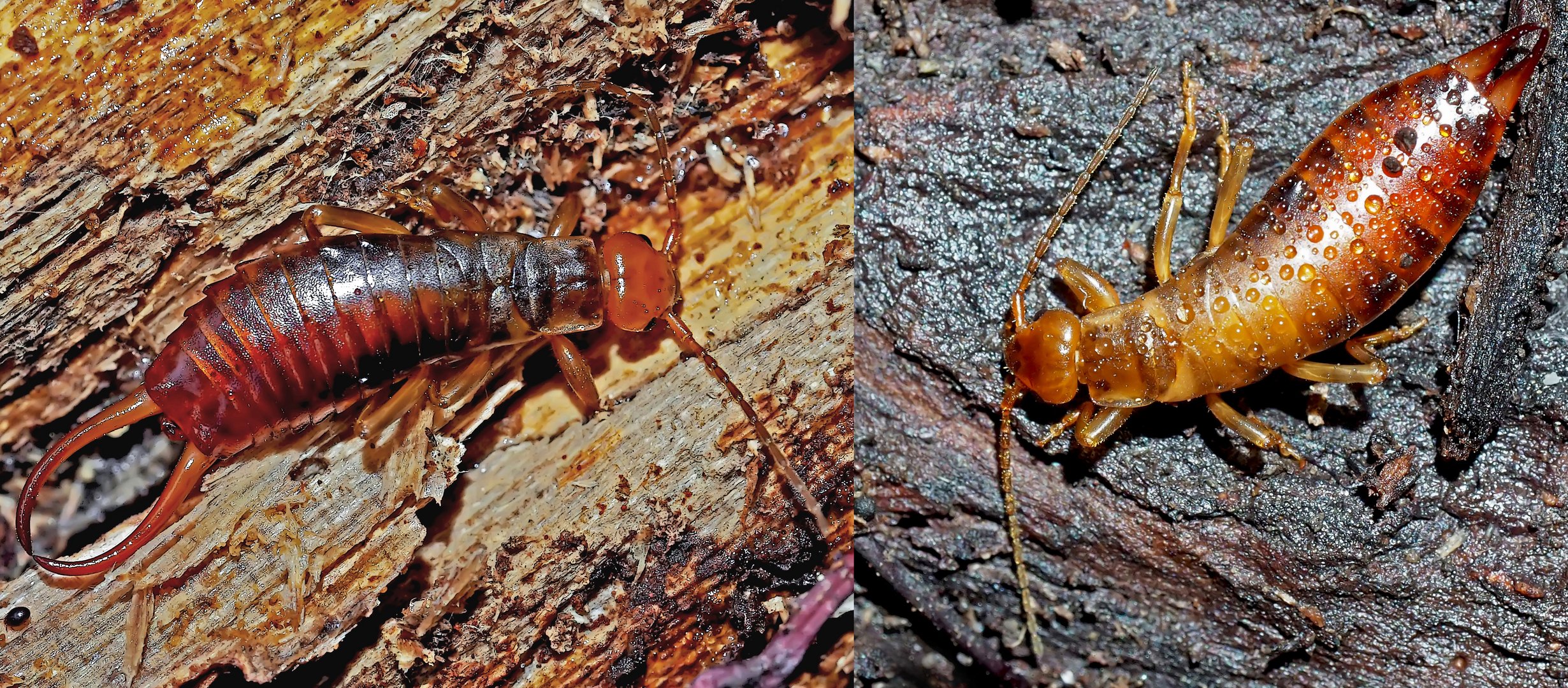 Darf ich vorstellen? Herr und Frau Waldohrwurm (Chelidurella acanthopygia, Gene,1832).