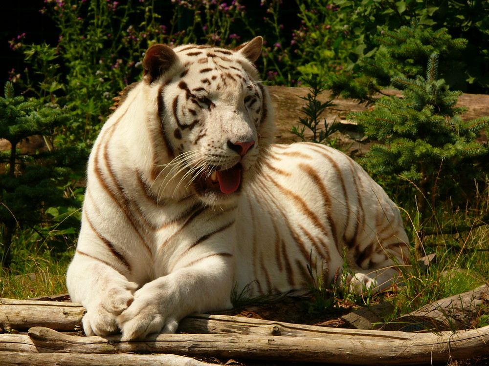 Darf ich vorstellen, Karim der weiße Tiger aus Aschersleben