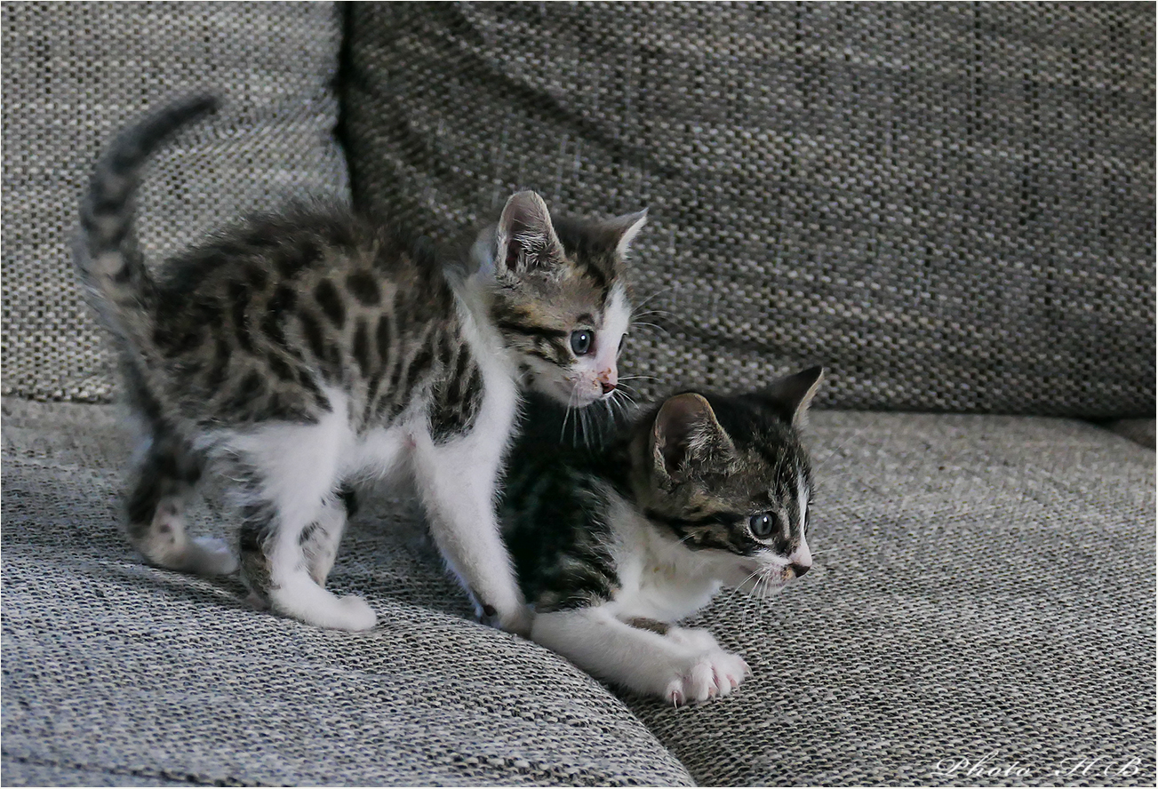 Darf ich vorstellen:  LAILA und LUNA