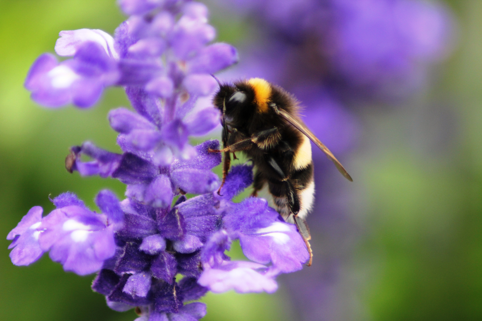 darf ich vorstellen: Mr. Bumblebee ;)