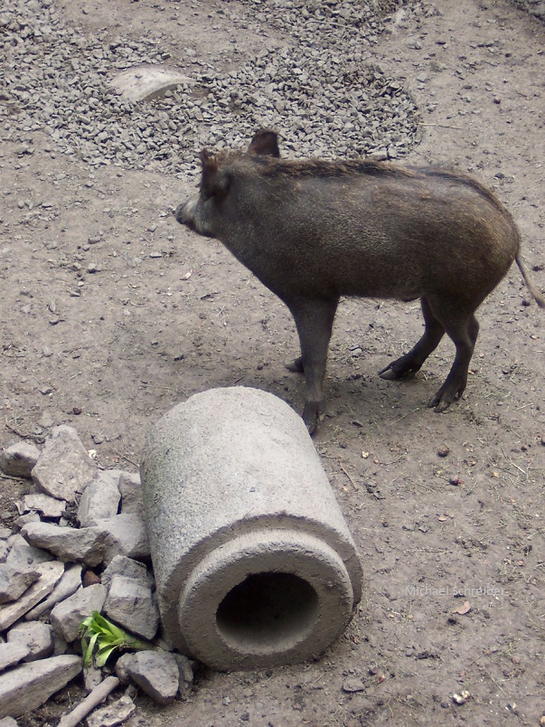 Darf ich vorstellen? Mr Wildschwein! My new friends the little boar!