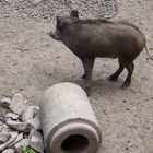 Darf ich vorstellen? Mr Wildschwein! My new friends the little boar!