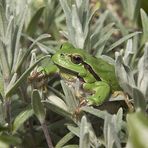 Darf ich vorstellen: Seine Hoheit Froschkönig Laubi IV