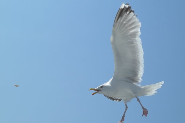 Darf ich vorstellen? Steven - Steven Seagull