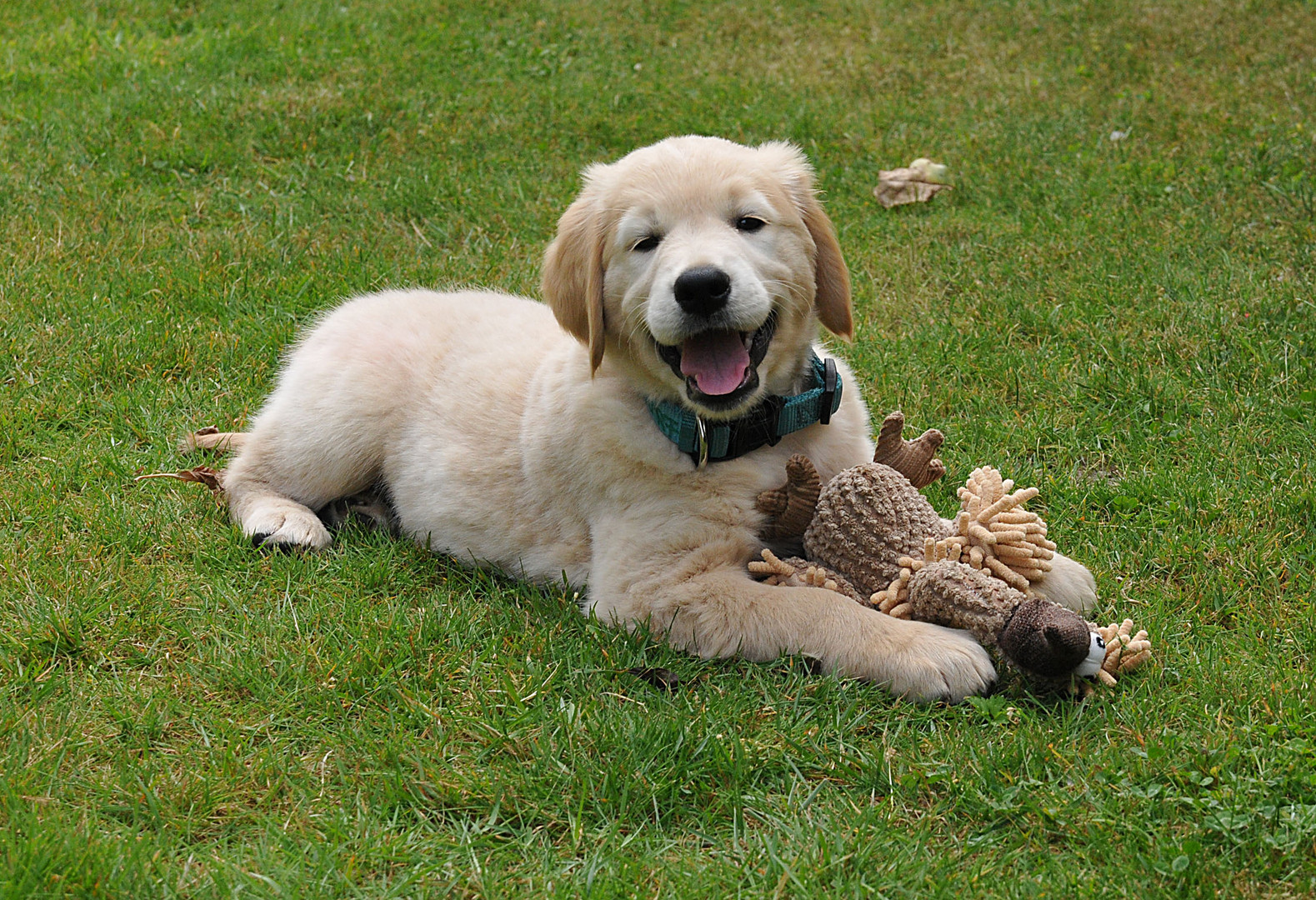 Darf ich vorstellen: Willi mein Golden Retriever