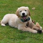 Darf ich vorstellen: Willi mein Golden Retriever