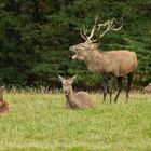 Darf ich vorstellen:Familie Hirsch