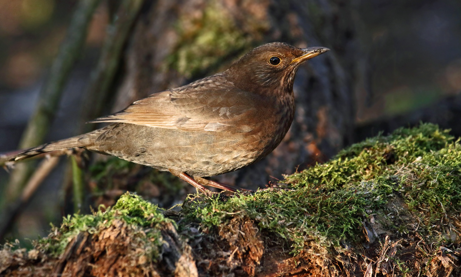 "Darf's auch mal NUR ne Amsel sein"?