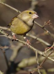 "Darf's auch noch'n Grüner sein"?