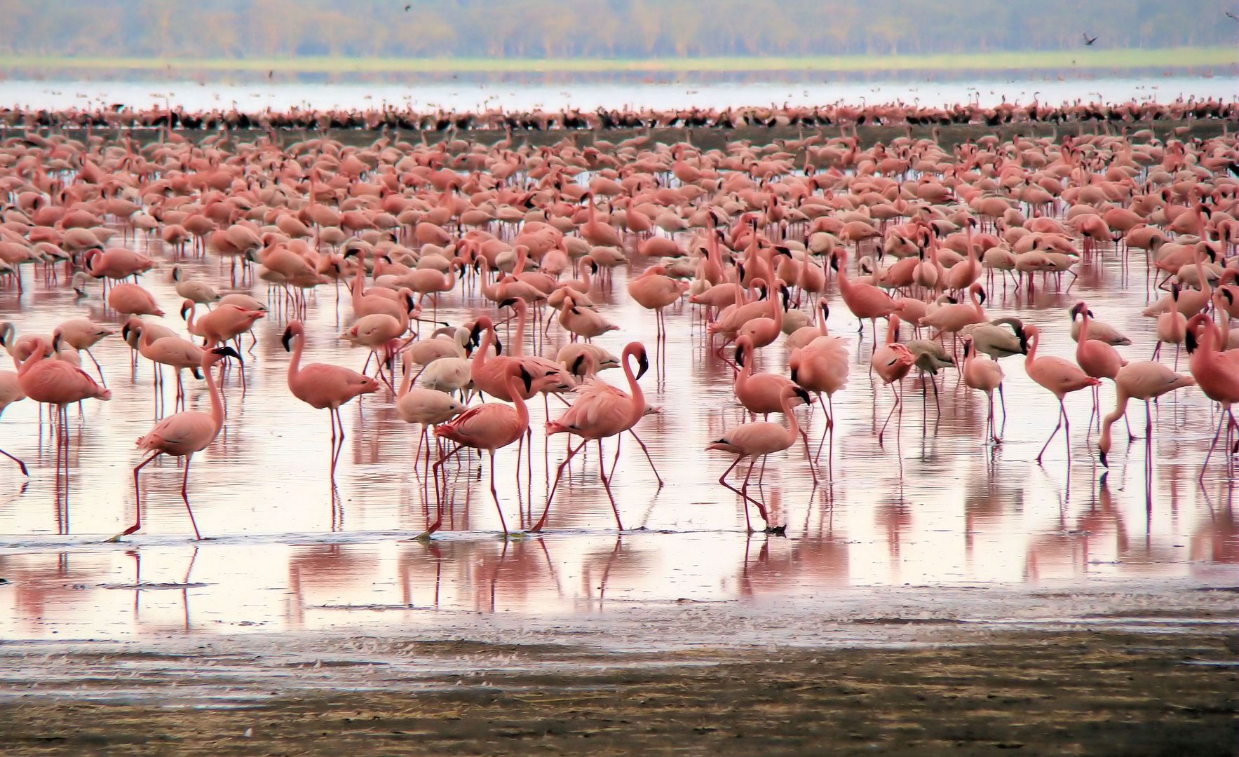 Darfs ein bisschen Rosa mehr sein ?