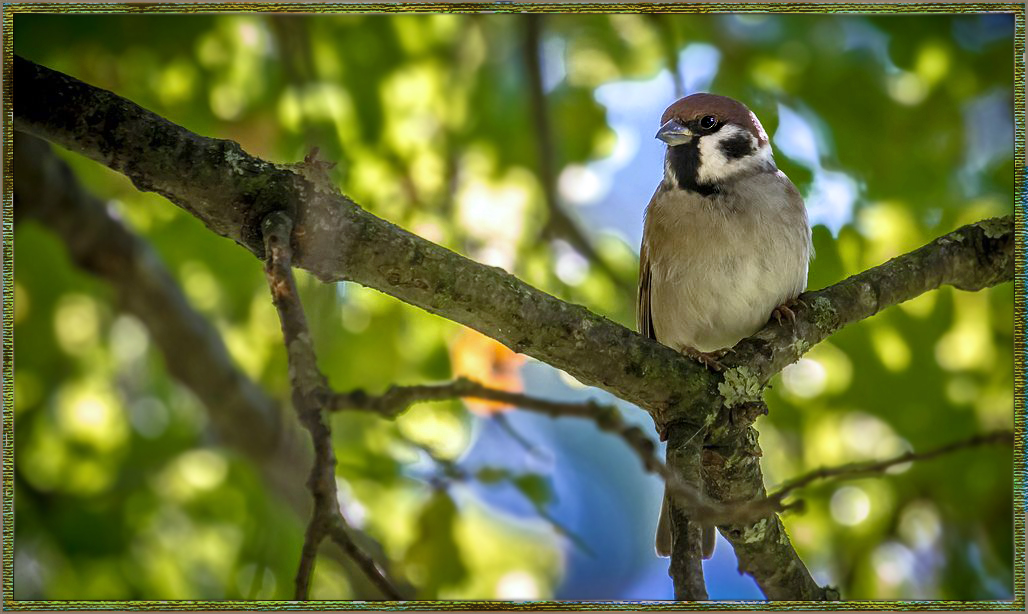 "Darf's mal nur ein Sperling sein, einer vom Felde"?