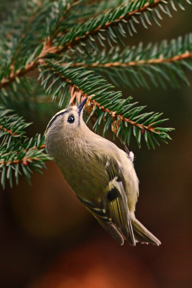 "Darf's noch ein Wintergoldhähnchen sein"? (ISO 3200)