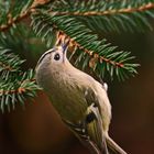 "Darf's noch ein Wintergoldhähnchen sein"? (ISO 3200)