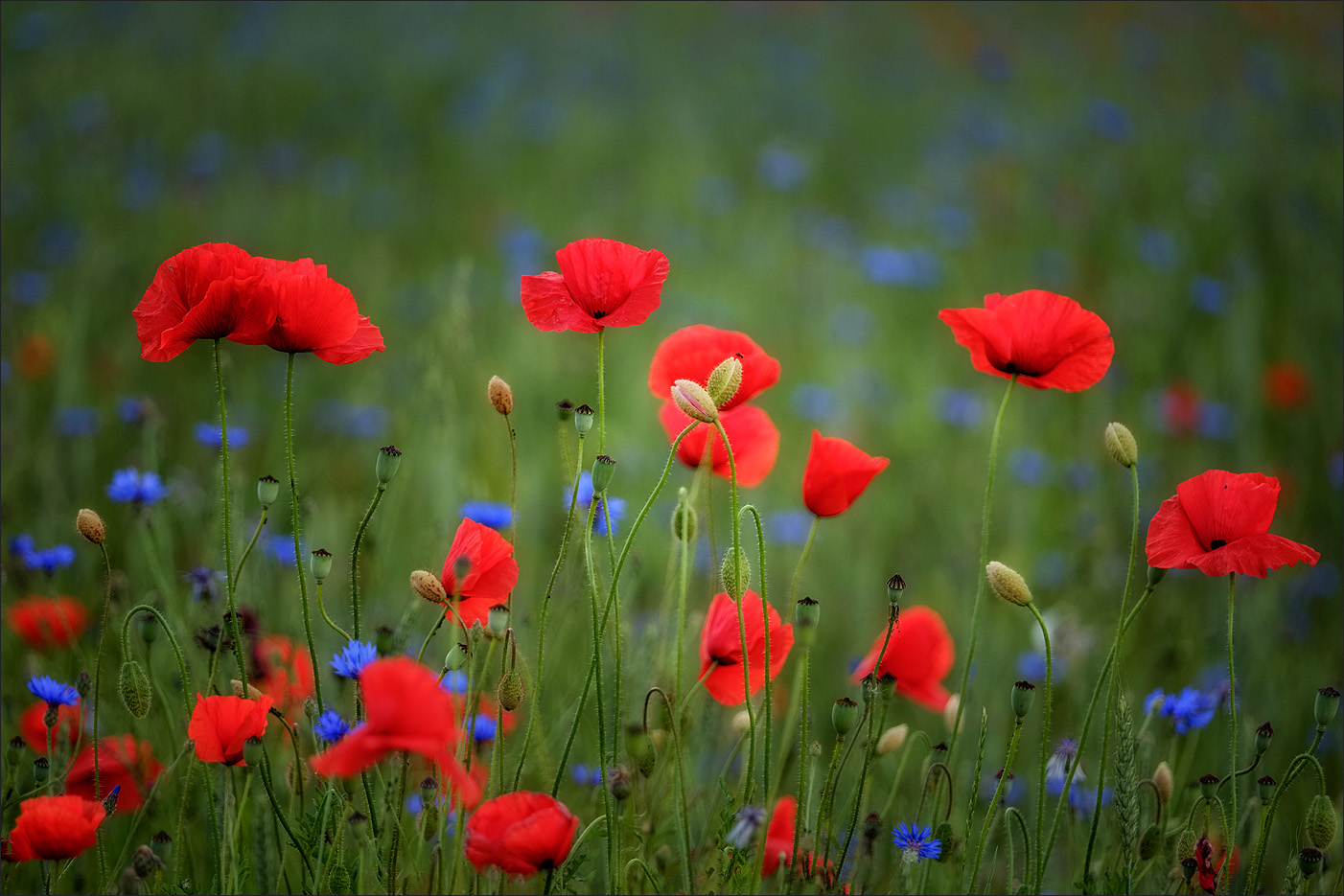 darf's noch etwas mehr Mohn sein?