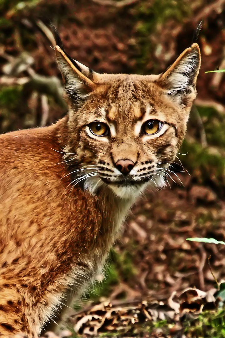 "Darf's noch mal der LUCHS aus dem Zoo sein"?