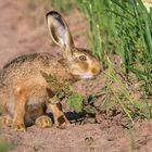 "Darf's nochmal das junge Hasi sein"?