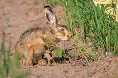 "Darf's nochmal das junge Hasi sein"?