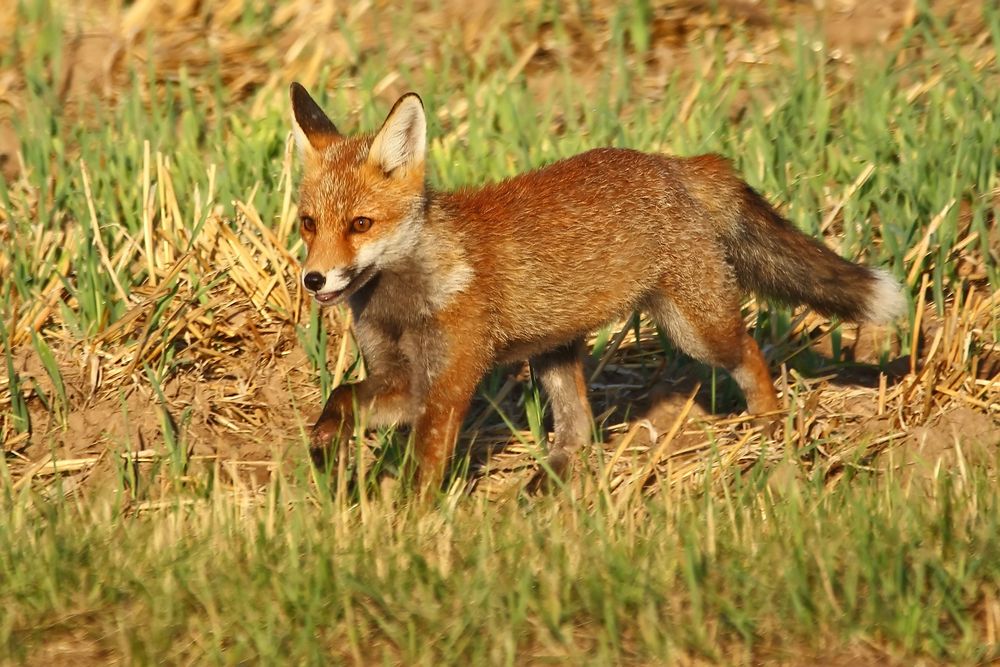 "Darf's nochmal mein junger Fuchs sein"?