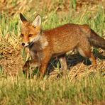 "Darf's nochmal mein junger Fuchs sein"?