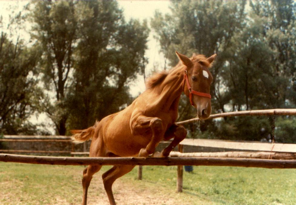 Darida beim Sprung aus der Koppel