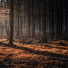 Dark autumn forest with beams of light