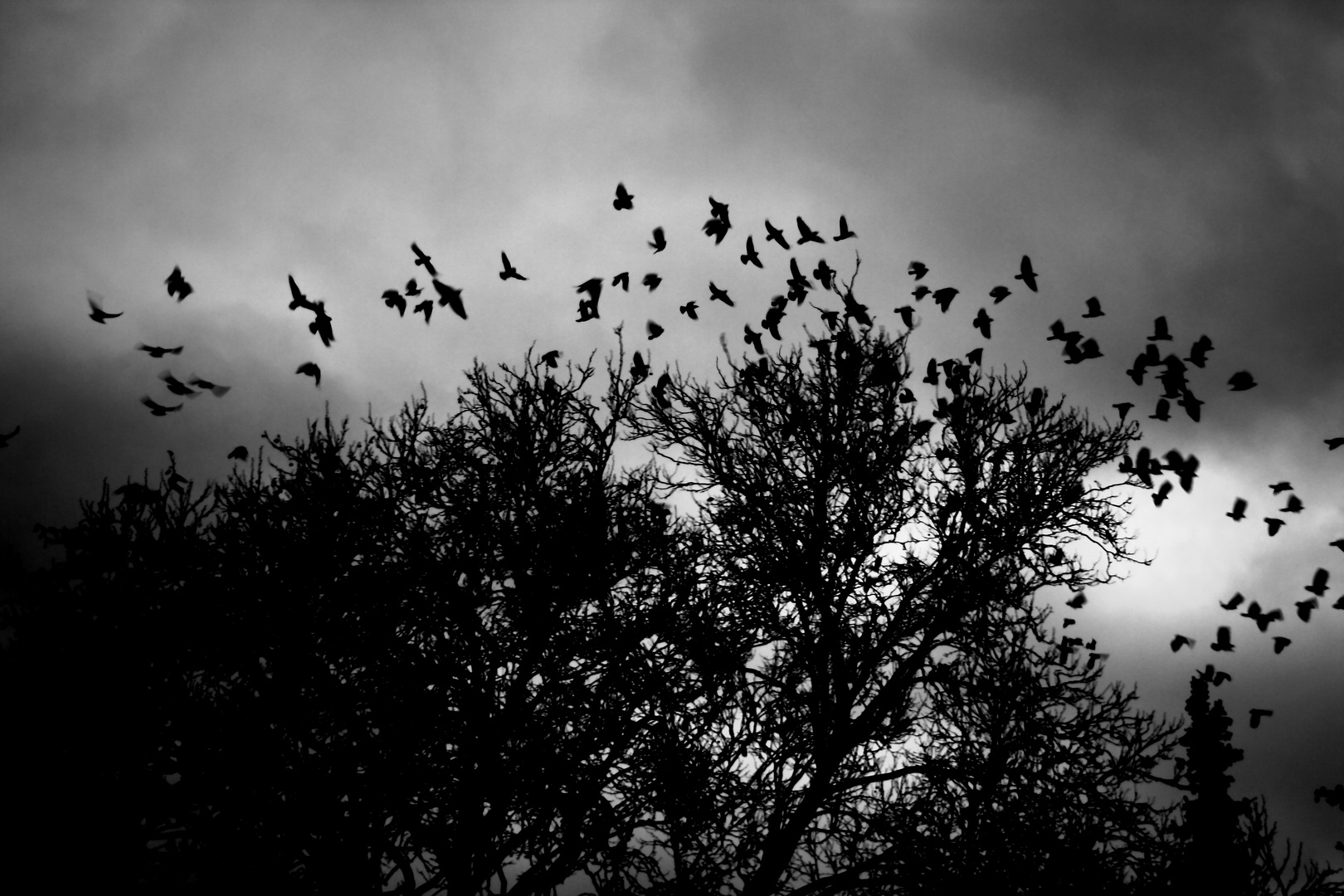 Dark birds