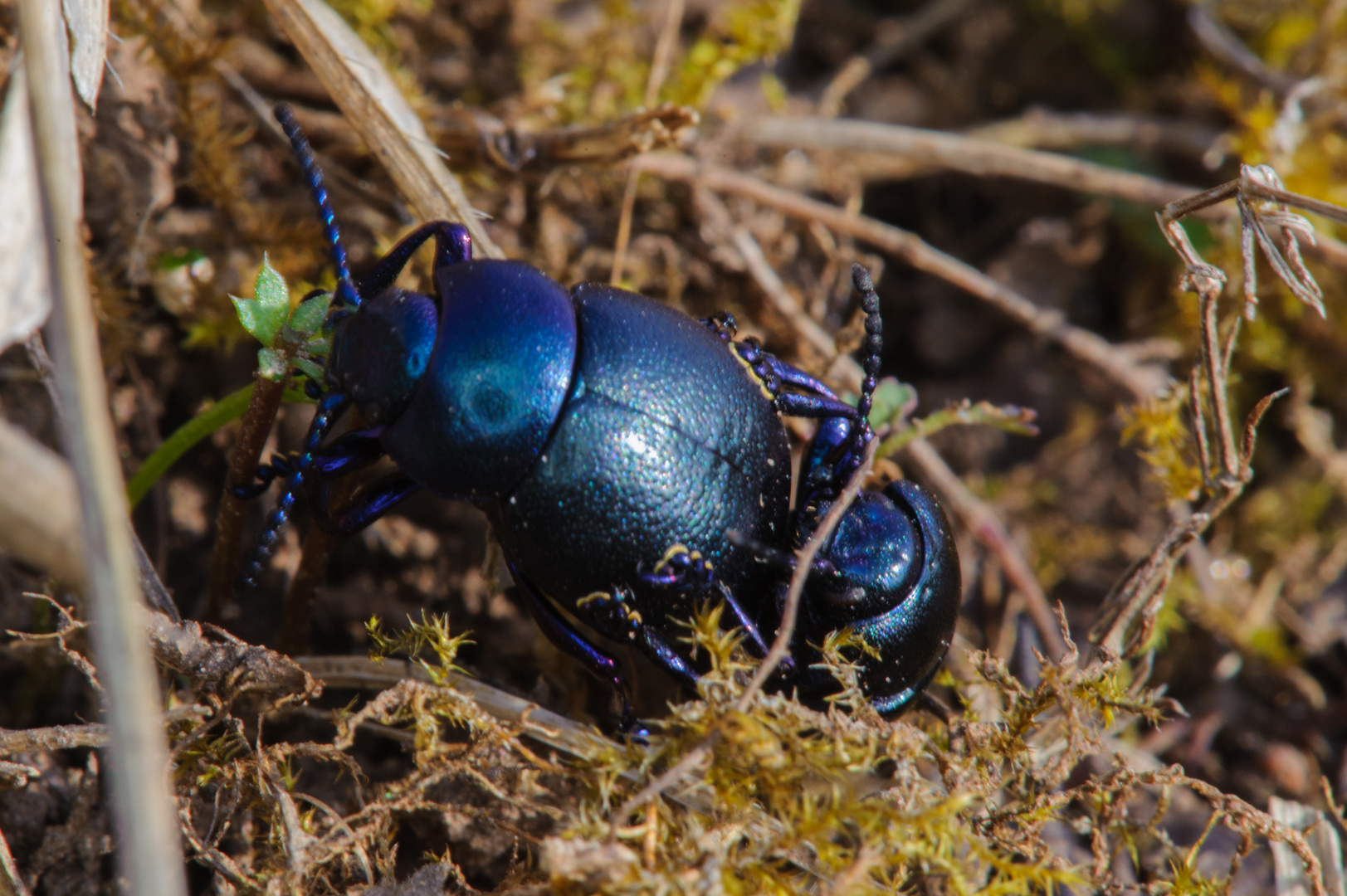 dark blue purple