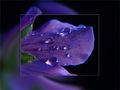 Dark blue rainy day von Mara T.