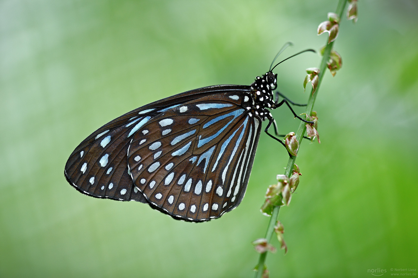 dark blue tiger