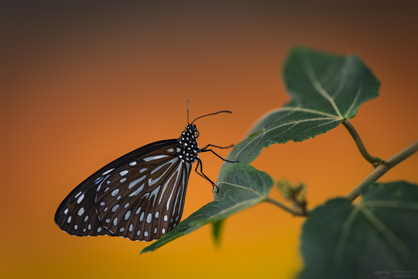 Dark Blue Tiger