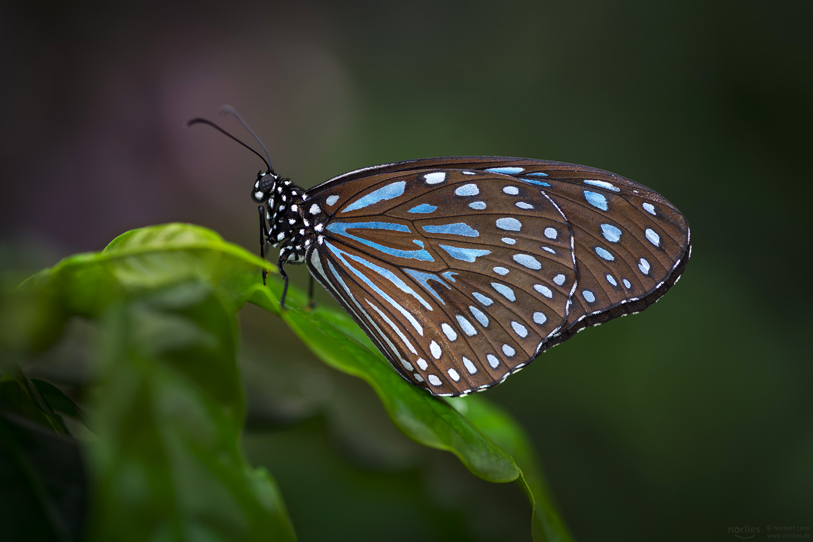 Dark blue tiger