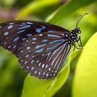 dark blue tiger butterfly