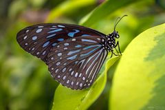 dark blue tiger butterfly