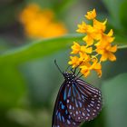 dark blue tiger on yellow blossom