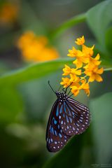 dark blue tiger on yellow blossom